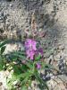 Epilobium Angustifolium ( Onagraceae ) Kazda