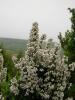 Erica Arborea atalca