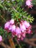 Erica Manipuliflora / Ericaceae