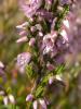 Calluna vulgaris / Ericaceae