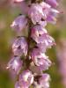 Calluna vulgaris / Ericaceae