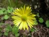 Doronicum Orientale Yalova