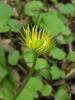 Doronicum Orientale Yalova