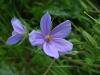 Erodium Gruinum / atalca