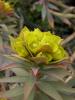 Euphorbia Rigida / Sütleğen