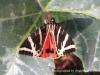 Euplagia Quadripunctaria / Kaplan Kelebeği