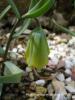 Fritillaria Carica Subsp. Carica / Karya Ters Lalesi
