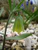 Fritillaria Carica Subsp. Carica