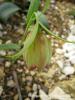 Fritillaria Pontica