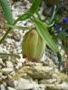 Fritillaria Pontika