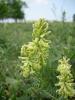 Astragalus Xxx  / Fabaceae