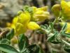 Lotus Corniculatus (fabaceae )