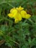 Lotus Corniculatus ( Fabaceae )