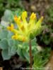 Astragalus Vulnerariae / Balonlu Geven