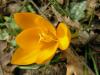 Crocus Flavus Dissectus Balkesir