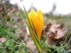 Crocus Flavus Dissectus Balkesir