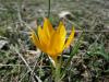 Crocus Flavus Subsp. Dissectus