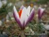 Crocus Fleischeri