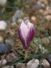 Crocus Fleischeri / ivril