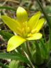 Gagea chrysantha ( Liliaceae Gagea chrysantha )