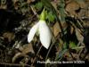 Galanthus Nivalis / Kzlcaali Ky