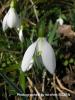 Galanthus Nivalis