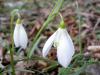 Galanthus Ssp. Xxx Vize