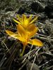 Crocus Gargaricus