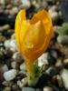 Crocus Gargaricus