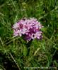 Centaurium Erythraea / neada