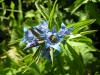 Gentiana Asclepiadea ( Gentianaceae )