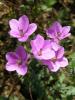 Geranium Robertianum ( Geraniaceae )