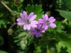 Geranium Molle / atalca