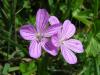 Geranium Silvaticum / atalca