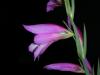 Gladiolus Neyzen01