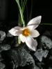 Crocus Hadriaticus Subsp. Hadriaticus