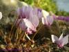 Cyclamen Hederifolium