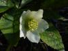 Helleborus Orietalis