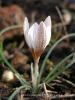 Crocus Reticulatus Subsp. Hittiticus