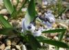 Hyacinthus Orientalis Subps. Chionophilus