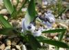 Hyacinthus Orientalis Subps. Chionophilus