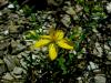 Hypericum Sp. / atalca