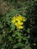 Hypericum Ssp. ? Ist.