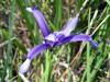 Iris Sintenisii