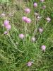 Jurinea consanguinea ( Asteraceae )