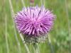 Jurinea consanguinea ( Asteraceae )