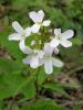 Crambe tataria Kartepe