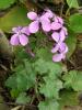 Lunaria annua Kartepe