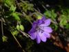 Geranium pyrenaicum kartepe 19.10