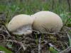 Lycoperdon Perlatum